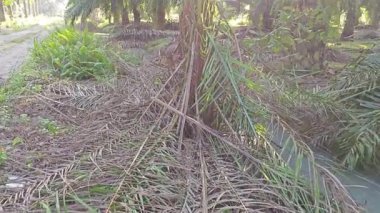Parlak güneş ışığı uzak fidanlıktaki yapraklı palmiye ağaçlarının arasından ışıldıyor..