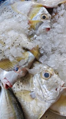 Islak markette satılık birkaç taze leke kalmış..