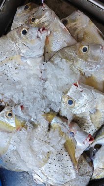 Islak markette satılık birkaç taze leke kalmış..