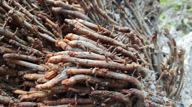 Palmiye yağı ağacının açık fibröz ve maceracı kök sisteminin görüntüsünü kapat. 