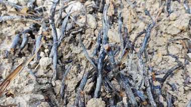 Palmiye yağı ağacının açık fibröz ve maceracı kök sisteminin görüntüsünü kapat. 