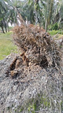 Palmiye yağı ağacının açık fibröz ve maceracı kök sisteminin görüntüsünü kapat. 