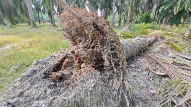 Palmiye yağı ağacının açık fibröz ve maceracı kök sisteminin görüntüsünü kapat. 