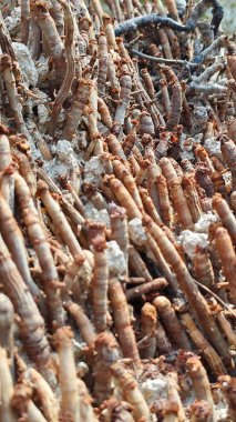 Palmiye yağı ağacının açık fibröz ve maceracı kök sisteminin görüntüsünü kapat. 