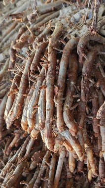 Palmiye yağı ağacının açık fibröz ve maceracı kök sisteminin görüntüsünü kapat. 