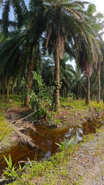 Nehirde kırsal tıkanıklık var ya da toprak toprak yolda ya da tarla yolunda akıntı var..
