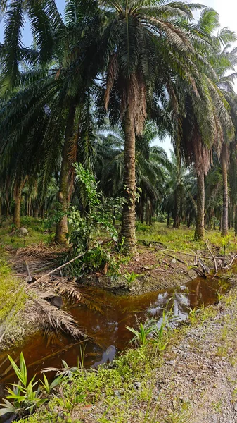 Nehirde kırsal tıkanıklık var ya da toprak toprak yolda ya da tarla yolunda akıntı var..