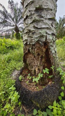 İçindeki odunu yiyen karınca yüzünden içi oyulmuş bir palmiye ağacı gövdesi..