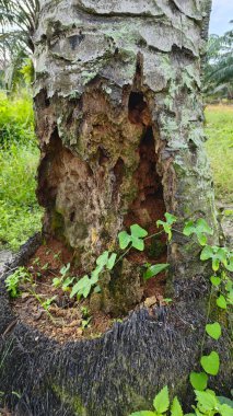 İçindeki odunu yiyen karınca yüzünden içi oyulmuş bir palmiye ağacı gövdesi..