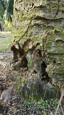 İçindeki odunu yiyen karınca yüzünden içi oyulmuş bir palmiye ağacı gövdesi..