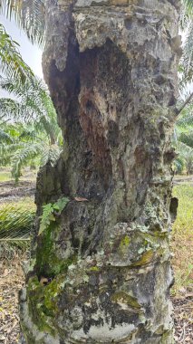 İçindeki odunu yiyen karınca yüzünden içi oyulmuş bir palmiye ağacı gövdesi..