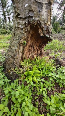 İçindeki odunu yiyen karınca yüzünden içi oyulmuş bir palmiye ağacı gövdesi..