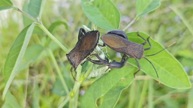 Koreid yaprağı ayaklı böcekler sürünen ot bitkisine tırmanıyor.. 