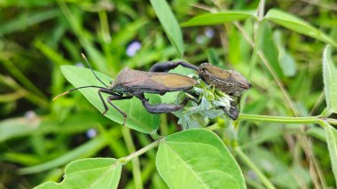 Koreid yaprağı ayaklı böcekler sürünen ot bitkisine tırmanıyor.. 