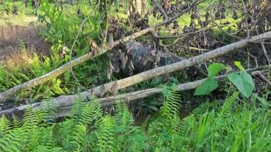 Nehirde kırsal tıkanıklık var ya da toprak toprak yolda kanalizasyon var..