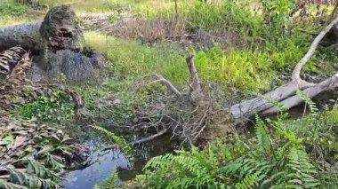 Nehirde kırsal tıkanıklık var ya da toprak toprak yolda kanalizasyon var..
