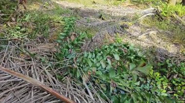 Nehirde kırsal tıkanıklık var ya da toprak toprak yolda kanalizasyon var..