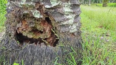 İçindeki odunu yiyen karınca yüzünden içi oyulmuş bir palmiye ağacı gövdesi.. 