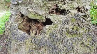 İçindeki odunu yiyen karınca yüzünden içi oyulmuş bir palmiye ağacı gövdesi.. 