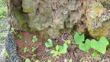 İçindeki odunu yiyen karınca yüzünden içi oyulmuş bir palmiye ağacı gövdesi.. 