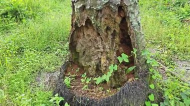 İçindeki odunu yiyen karınca yüzünden içi oyulmuş bir palmiye ağacı gövdesi.. 