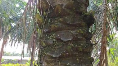 İçindeki odunu yiyen karınca yüzünden içi oyulmuş bir palmiye ağacı gövdesi.. 