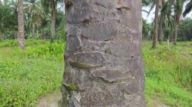 İçindeki odunu yiyen karınca yüzünden içi oyulmuş bir palmiye ağacı gövdesi.. 