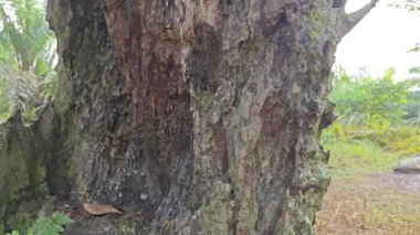 İçindeki odunu yiyen karınca yüzünden içi oyulmuş bir palmiye ağacı gövdesi.. 