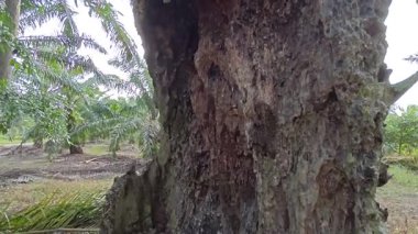 İçindeki odunu yiyen karınca yüzünden içi oyulmuş bir palmiye ağacı gövdesi.. 