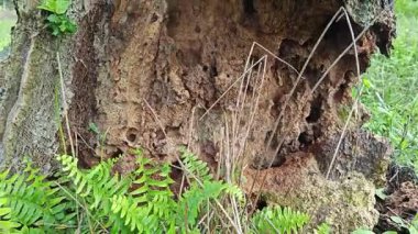 İçindeki odunu yiyen karınca yüzünden içi oyulmuş bir palmiye ağacı gövdesi.. 