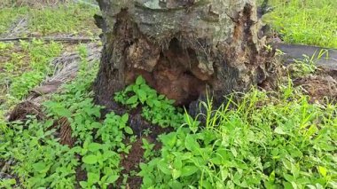 İçindeki odunu yiyen karınca yüzünden içi oyulmuş bir palmiye ağacı gövdesi.. 