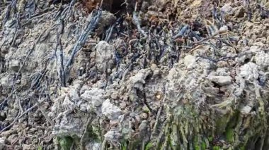 Palmiye yağı ağacının açık fibröz ve maceracı kök sisteminin görüntüsünü kapat. 