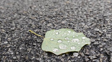 Asfalt caddesinde tek bir düşen yaprak ve yağmur suyu yüzeyi nemli..