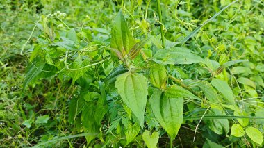 Yapraklı kromolaena kokulu bitki çalıları arasında yabani olarak yetişiyor..