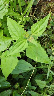 Yapraklı kromolaena kokulu bitki çalıları arasında yabani olarak yetişiyor..