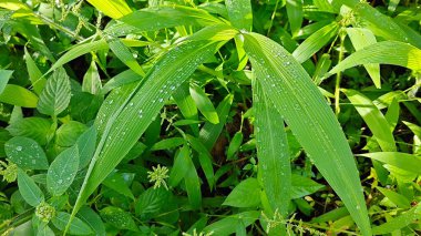 setaria palmifolia, palmiye yağı tarlasında bulunan uzun ömürlü bir ot..