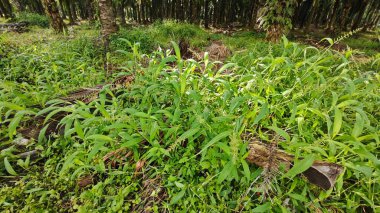 setaria palmifolia, palmiye yağı tarlasında bulunan uzun ömürlü bir ot..