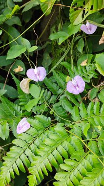 Yabani menekşe, gövdenin etrafına kelebek çiçeği sarmaşığı serpti..