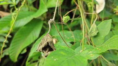 Yabani sürünen menekşe, gövdesindeki istilacı bitki arasında süzülen bezelye çiçeği sarmaşığına sebep oldu.. 