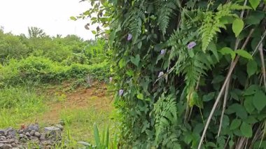 Yabani sürünen menekşe, gövdesindeki istilacı bitki arasında süzülen bezelye çiçeği sarmaşığına sebep oldu.. 