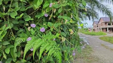 Yabani sürünen menekşe, gövdesindeki istilacı bitki arasında süzülen bezelye çiçeği sarmaşığına sebep oldu.. 
