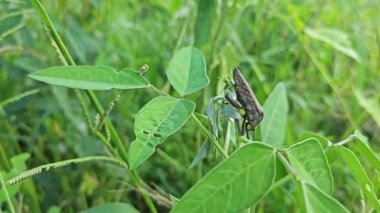 Koreid yaprağı ayaklı böcekler sürünen ot bitkisine tırmanıyor.. 