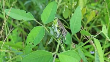 Koreid yaprağı ayaklı böcekler sürünen ot bitkisine tırmanıyor.. 
