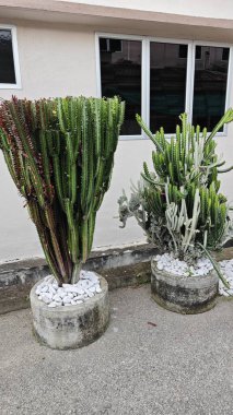 Öforbi lactea haw kaktüs bitkisinin açık hava bitkisi.