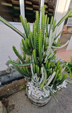 Öforbi lactea haw kaktüs bitkisinin açık hava bitkisi.