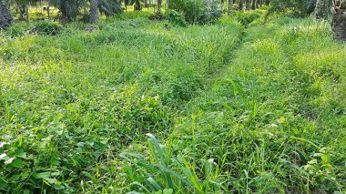 Tekerlek izleri ya da kırsal alanda bırakılan izler..