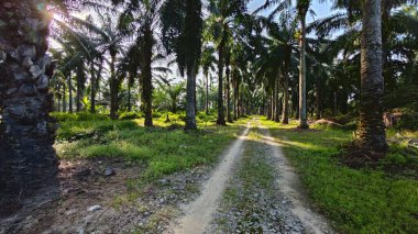 Tekerlek izleri ya da kırsal alanda bırakılan izler..