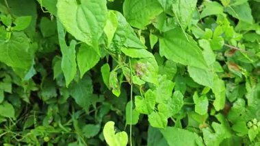 Yapraklı kromolaena kokulu bitki çalıları arasında yabani olarak yetişiyor..