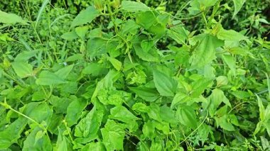 Yapraklı kromolaena kokulu bitki çalıları arasında yabani olarak yetişiyor..