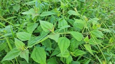 Yapraklı kromolaena kokulu bitki çalıları arasında yabani olarak yetişiyor..